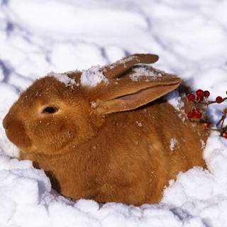 Winter bunnies wallpaper