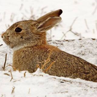 Winter bunnies wallpaper