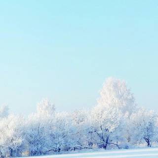 Winter snow iPhone wallpaper