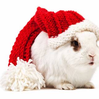 Winter bunnies wallpaper