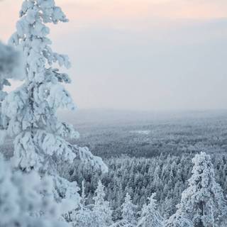 Winter snow iPhone wallpaper