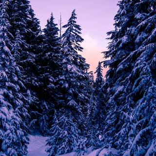 Winter snow iPhone wallpaper