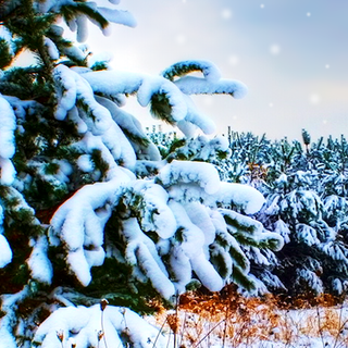 Winter snow iPhone wallpaper