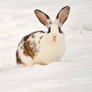 Winter bunnies wallpaper