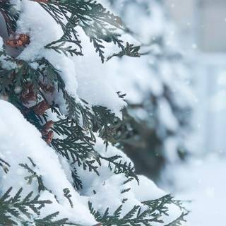 Winter snow iPhone wallpaper