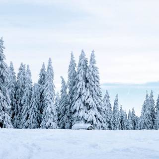 Winter snow iPhone wallpaper