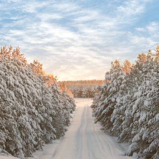 Winter snow iPhone wallpaper