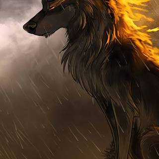 Wolf 4k iPhone wallpaper