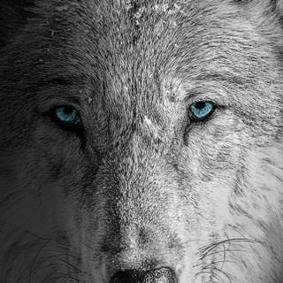 Wolf 4k iPhone wallpaper