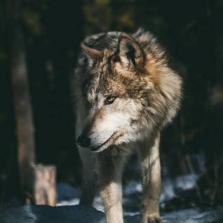 Wolf 4k iPhone wallpaper