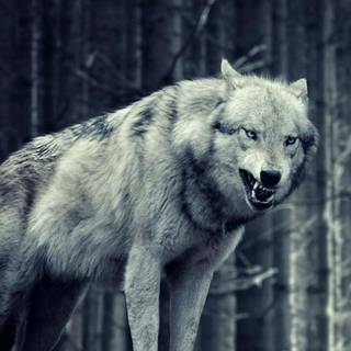 Wolf 4k iPhone wallpaper