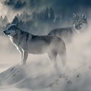 Wolf 4k iPhone wallpaper