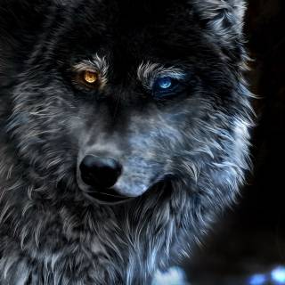 Wolf 4k iPhone wallpaper