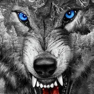 Wolf 4k iPhone wallpaper