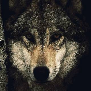 Wolf 4k iPhone wallpaper