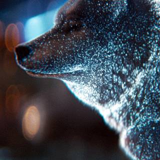 Wolf 4k iPhone wallpaper