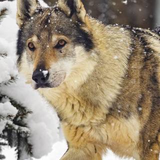 Wolf 4k iPhone wallpaper