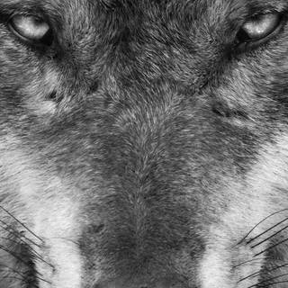 Wolf 4k iPhone wallpaper