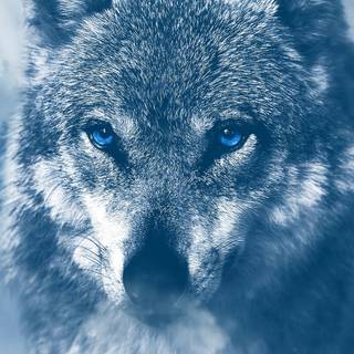 Wolf 4k iPhone wallpaper