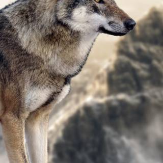 Wolf 4k iPhone wallpaper