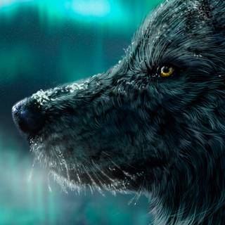 Wolf 4k iPhone wallpaper