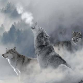 Wolf 4k iPhone wallpaper