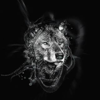 Wolf 4k iPhone wallpaper