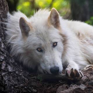 Wolf 4k iPhone wallpaper