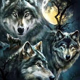 Wolf 4k iPhone wallpaper