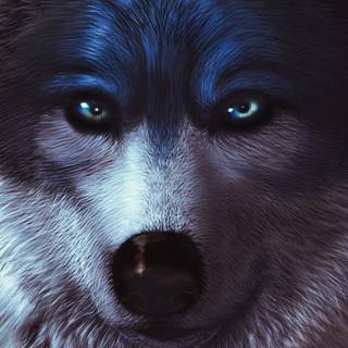 Wolf 4k iPhone wallpaper