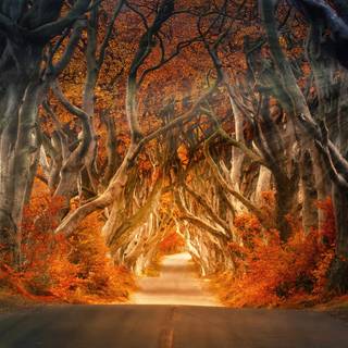 Desktop 4k autumn wallpaper