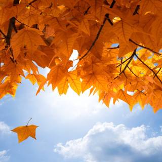 Desktop 4k autumn wallpaper