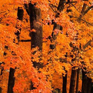 Autumn 4k iPhone wallpaper