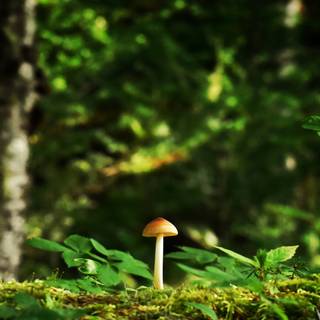 Aesthetic tiny mushrooms wallpaper
