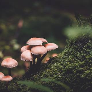 Aesthetic tiny mushrooms wallpaper