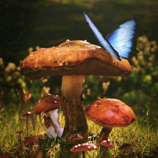 Aesthetic tiny mushrooms wallpaper