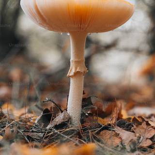 Aesthetic tiny mushrooms wallpaper