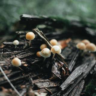 Aesthetic tiny mushrooms wallpaper