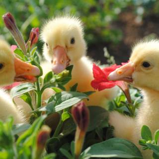 Cool ducks wallpaper