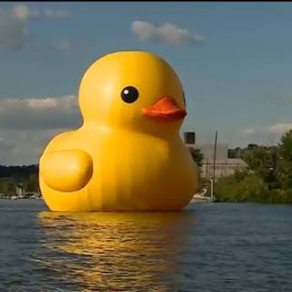 Cool ducks wallpaper