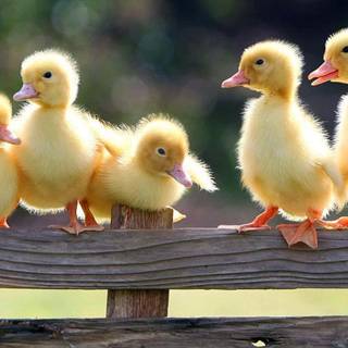 Cool ducks wallpaper