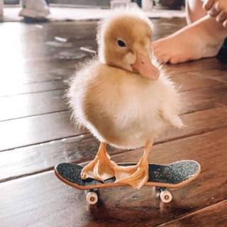 Cool ducks wallpaper