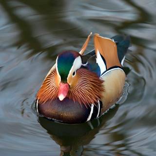 Cool ducks wallpaper