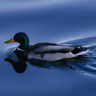 Cool ducks wallpaper