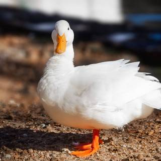 Cool ducks wallpaper