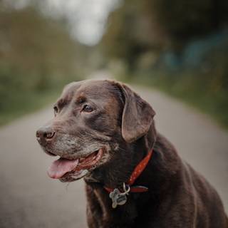 Brown Labs wallpaper