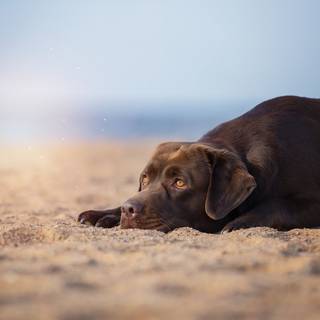 Brown Labs wallpaper