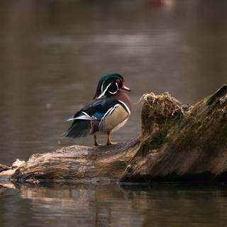 Cool ducks wallpaper