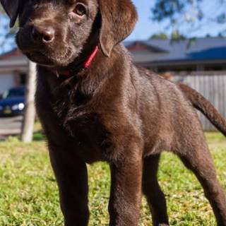 Brown Labs wallpaper