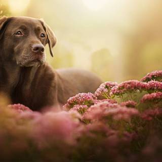 Brown Labs wallpaper